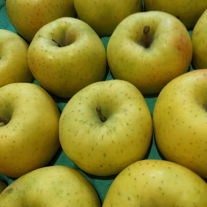 甘い完熟ミニ星の金貨5キロ