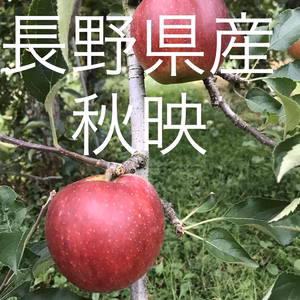 長野県産秋映10キロ家庭用