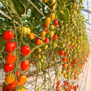 【超お買得】甘くて濃厚‼︎ 小粒なミニトマト（品種:アイコ）