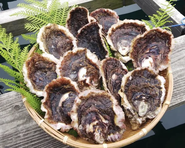 五島列島「福宝丸」　信の岩牡蠣