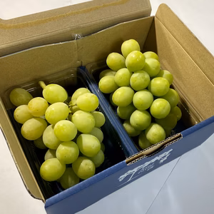 【お得用】完熟シャインマスカット詰合せパックご家庭用