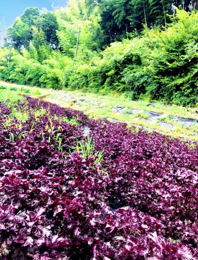 群馬県産　新鮮赤しそ　5キロ 1.5kg 【直ぐ発送】自然の香る赤紫蘇！農薬不使用！紫蘇｜紫蘇