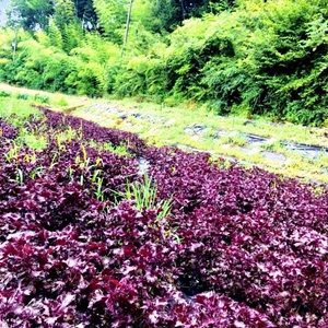 500g【7月予約販売限定100 g以上増量】自然栽培の香る赤紫蘇！農薬不使用！