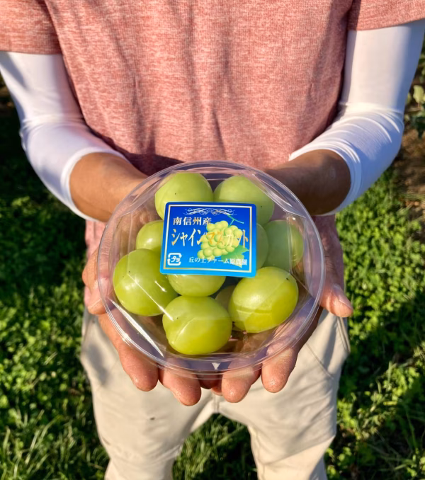 シャインマスカット【1.5kgパック詰め】種なし皮ごと食べられる人気品種