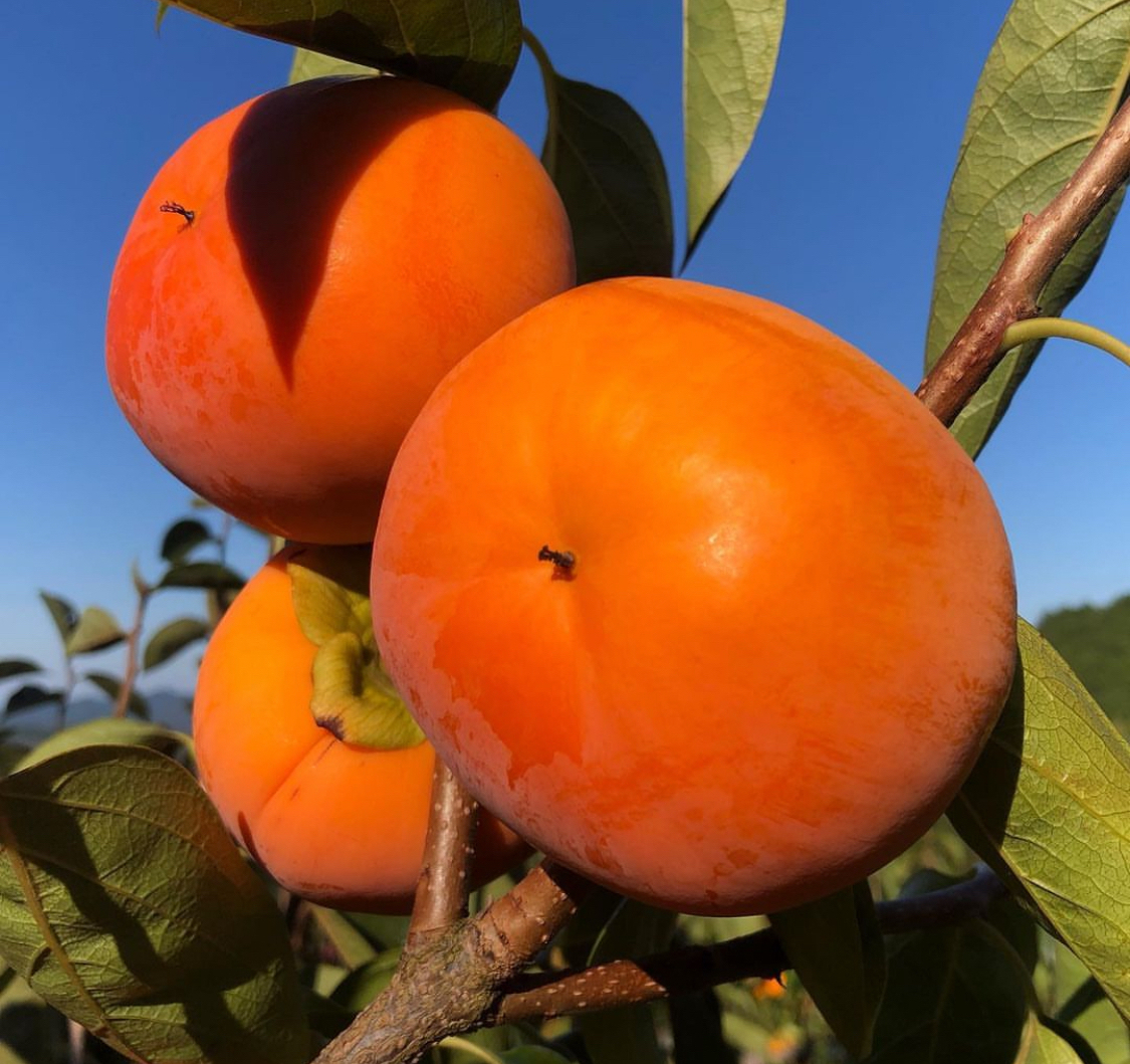 和歌山・橋本産オレンジの宝石 富有柿 5kg 糖度最高レベル｜柿の