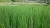 冬季湛水不耕起栽培米(コシヒカリ玄米、精米)