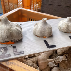 田子にんにくM・L、大玉、各1kgずつ計2kg(土付き).