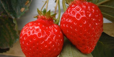 ［赤ちぎりって何？］完熟イチゴをお届けする工夫