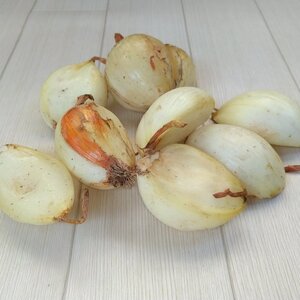 お試し訳あり晩成種玉ねぎ1.5㎏