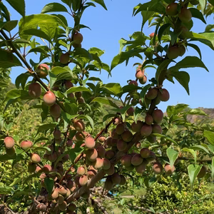 和歌山県みなべ町からうめよしの小梅　1.7ｋｇ～