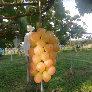 ブドウ　紅環　約2kg