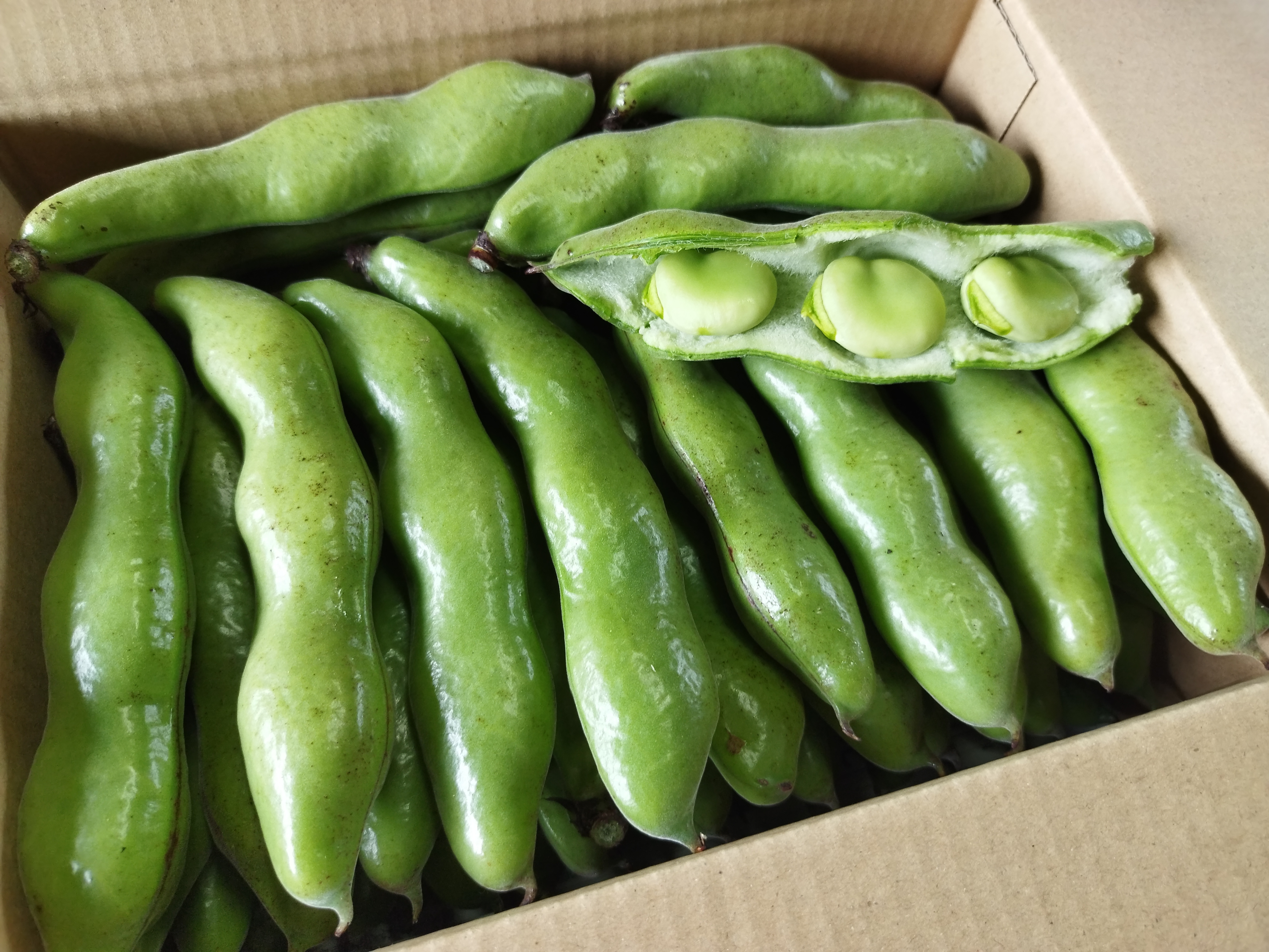 取り立て発送‼️徳島産無農薬そら豆10キロ soramame500_00.jpg