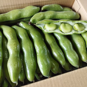 朝採れ そら豆【農薬・化学肥料不使用】