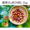 【熟成栗】農林水産大臣賞受賞の和栗：特大サイズ（3Lサイズ）