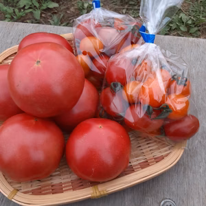 かまちゃん農園の「麗夏＆アイコのセット」おまけ付き❣