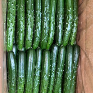 【4.9kg】痩せる酵素たっぷり！朝採れ新鮮！秀品きゅうり