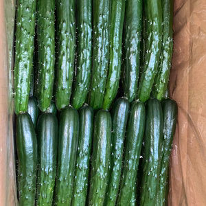 【4.9kg】痩せる酵素たっぷり！朝採れ新鮮！秀品きゅうり