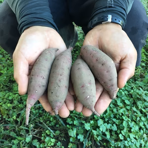 「ほほほ」の有機ミニサツマイモ！