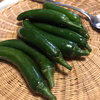 メキシコの大辛！青唐辛子！セラーノ・ペッパー（チレ・セラノ）