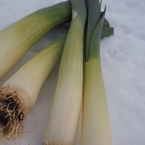 【訳アリ】西洋ネギリーキ