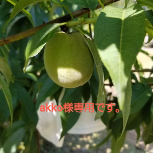 akko様専用です。