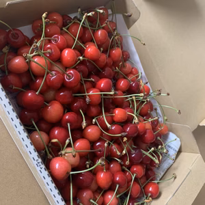 (緊急)限定３０箱！　訳ありさくらんぼ　1キロ