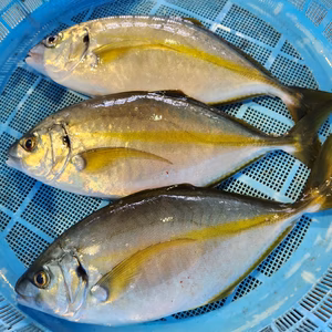 天然 シマアジ