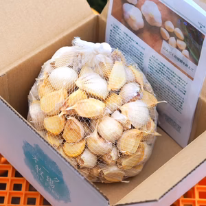 田子町産にんにく【バラ】【7月中旬以降お届け】