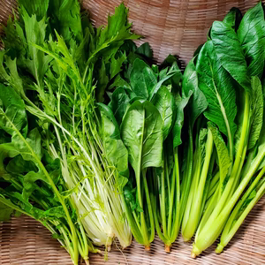 ほうれん草、小松菜、水菜、ルッコラ　有機野菜セット
