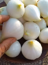 たまねぎ　白剥き　肥料農薬不使用、固定種　　