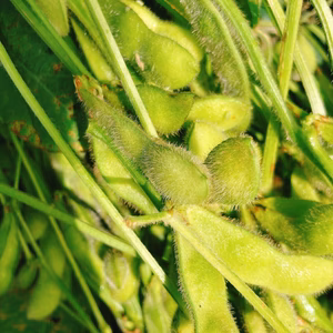 【収穫したその日に発送！】秋えだまめ「里のほほえみ」たっぷり1.5kg!!