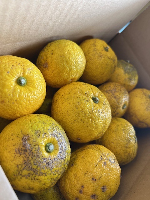 [季節限定] 果汁搾り用ゆず正味2kg(18個〜23個) 果汁搾り用ゆず正味2kg(18個〜23個)