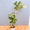 【在庫販売】　フィカス　ゴムの木　ベンガレンシス　曲がり　インテリアグリーン