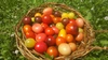 ミニトマトの宝石箱2020  農薬化学肥料不使用