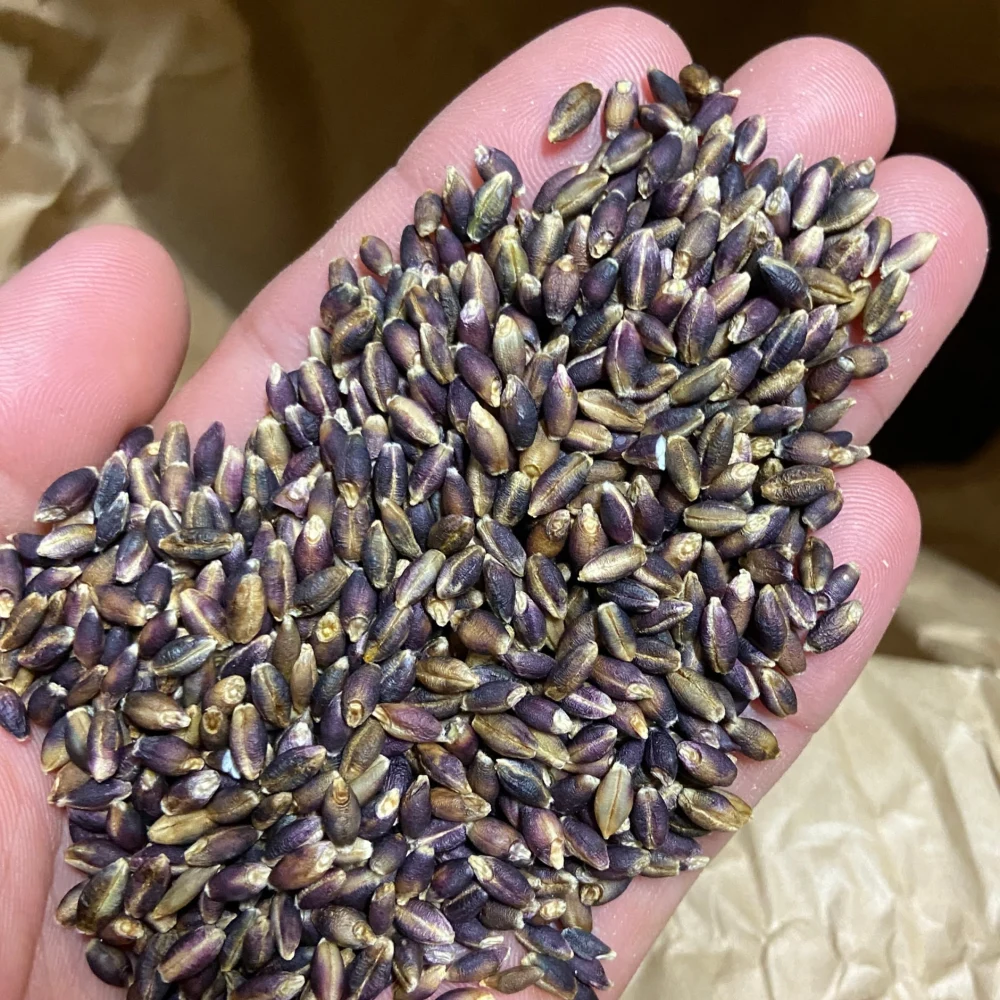 農薬・肥料不使用のもち麦（玄麦）1kg