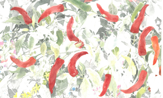 爽やかな甘みとコクを離島から 幻の唐辛子 香川本鷹 完全自然乾燥 農家漁師から産地直送の通販 ポケットマルシェ