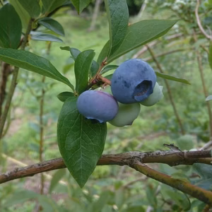 完熟ハイブッシュ系大粒ブルーベリー2Ｌ(20mm),3Ｌ(25mm)1kg   