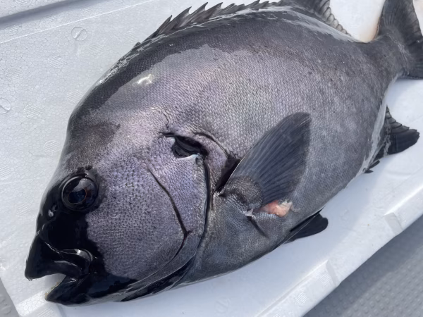 【松島産】石鯛（2.7kg）