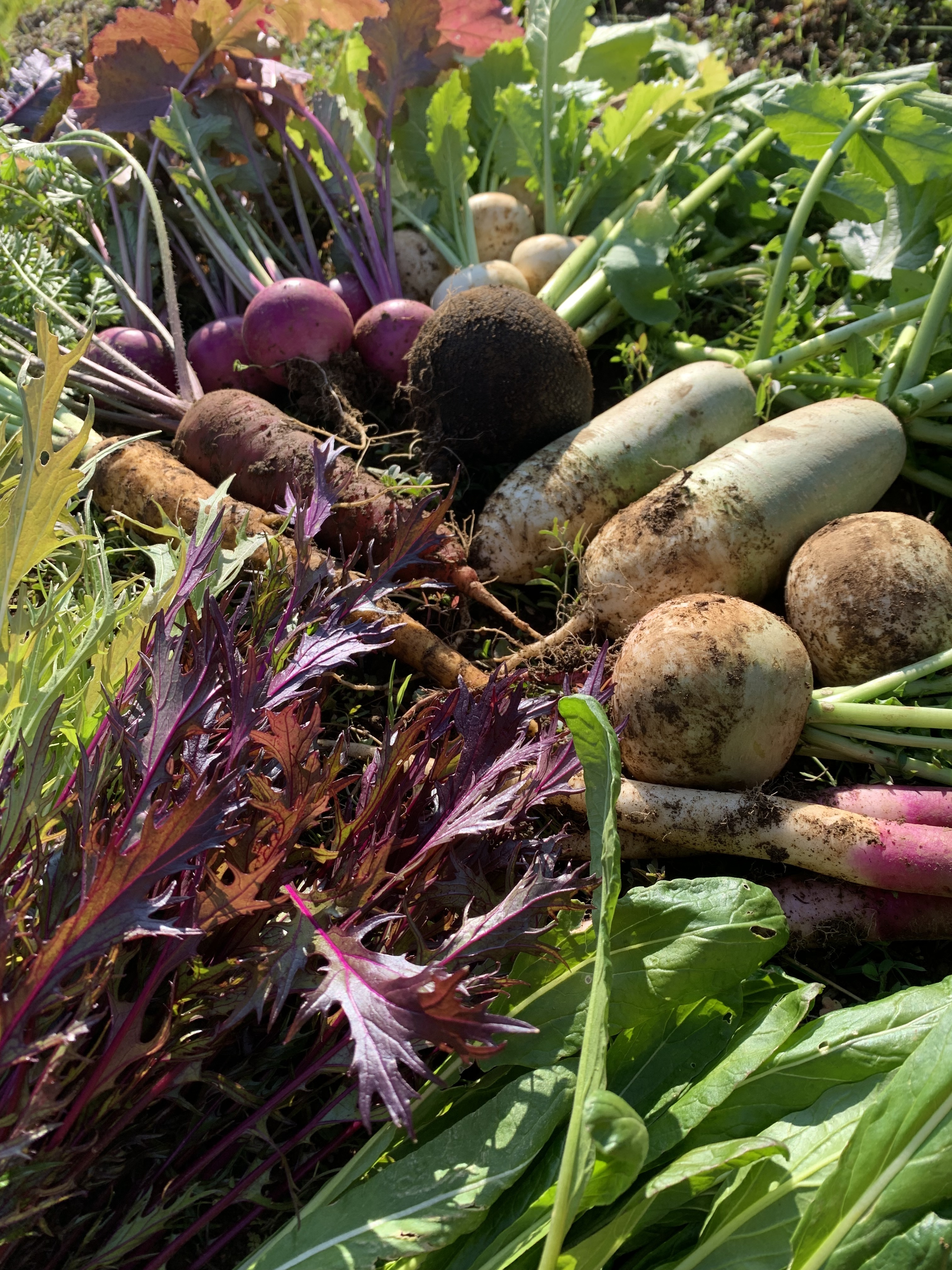 自然栽培 季節の旬野菜セット［8〜10種］｜野菜セットの商品詳細
