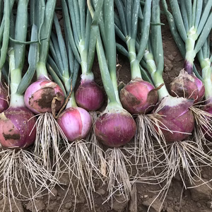 赤玉ねぎ☆いまの時期限定！