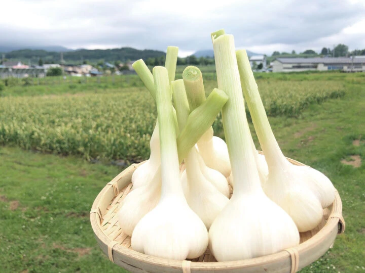 毎年２万箱以上売れてます】令和５年新物 青森県産にんにく最高級品種