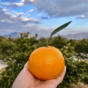 受験生応援★愛媛の伊予柑でいい予感♪大玉☆ご家庭用