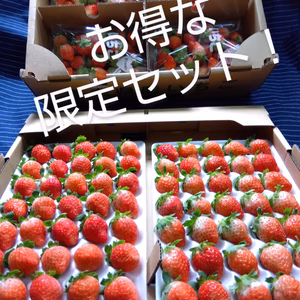【7周年福袋】限定お得パック！35玉2パックと１キロ以上！夏秋いちご　すずあかね