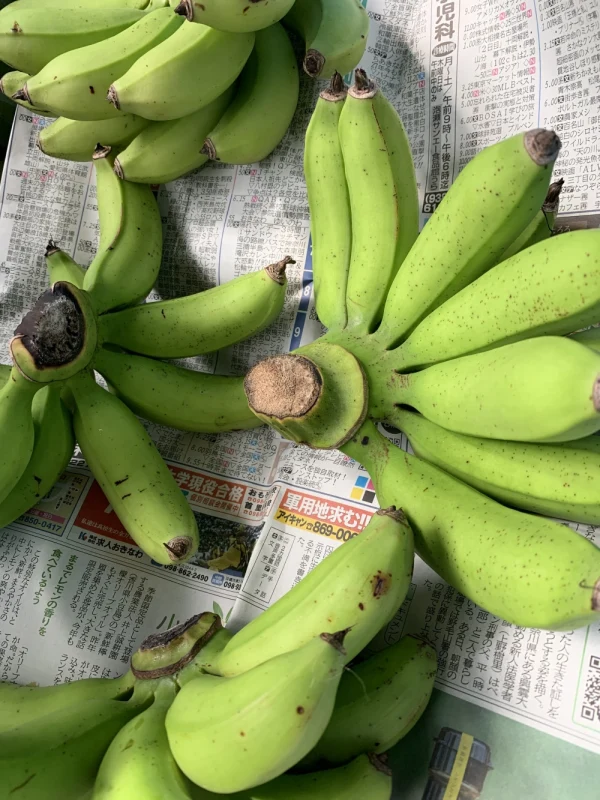 無農薬栽培島バナナ