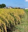 令和5年産【玄米】もっちり甘いコシヒカリ『タモじぃー米』