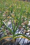 にんにくの芽　栽培期間中は農薬化学肥料除草剤不使用