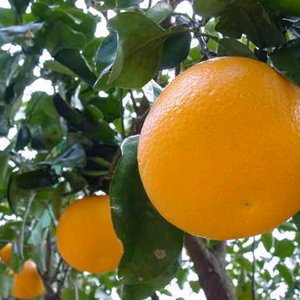 ☆期間限定☆　とって～もみずみずしい龍玉八朔　３ｋｇ（８玉～１０玉）