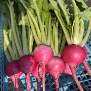 手で皮が剥けるサラダカブ『もものすけ』