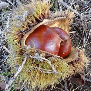 無農薬のクリ（Mサイズ～Sサイズ混在）