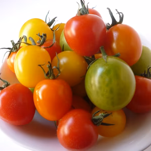 1kgちっちゃいプレミアム「カラフルミニトマト」